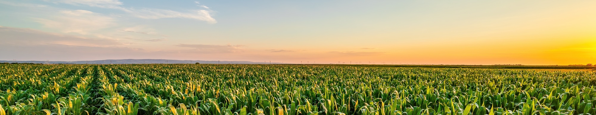 Vibrant,Corn,Field,Under,Blue,Sky,At,Sunset